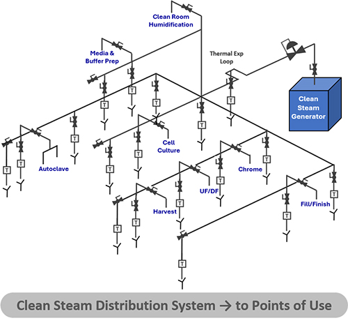 How is Clean Steam Distributed